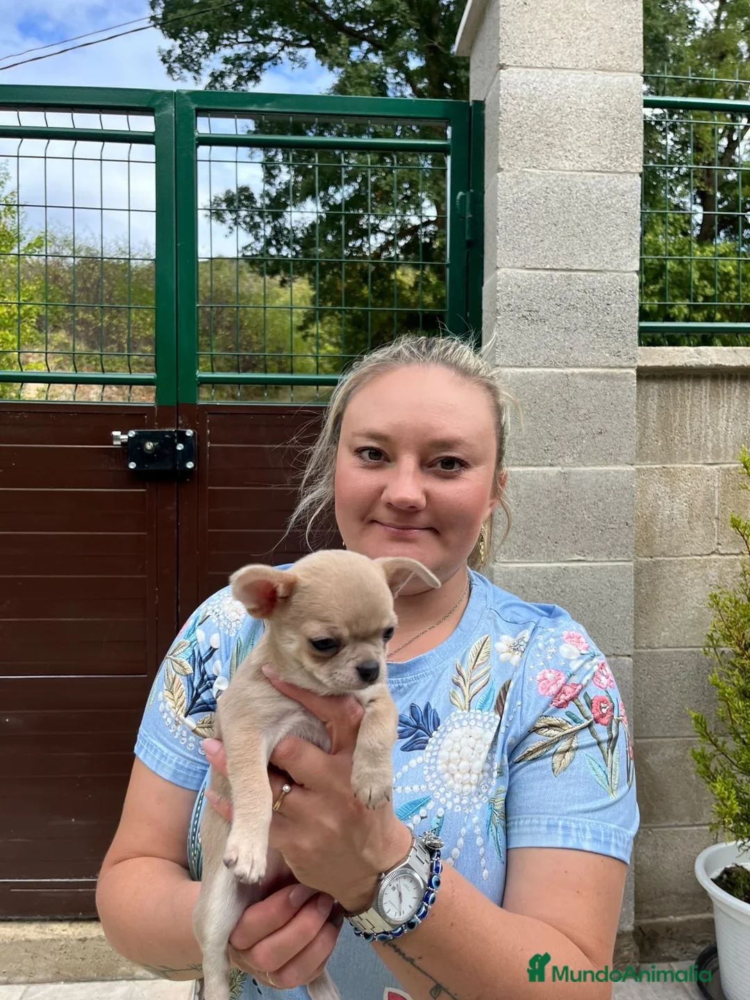 Chihuahua perros en venta: Preciosa princesita lilac  - Anuncio 5