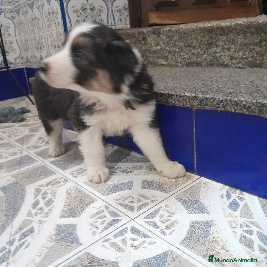 Border Collie perros en venta: BORDER COLLIE - Anuncio 10