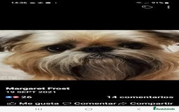 Grifón de Bruselas perros para monta: Griffon de bruselas  - Imagen 9