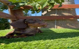 Teckel perros en venta: TECKEL MINIATURA HEMBRA - Imagen 20