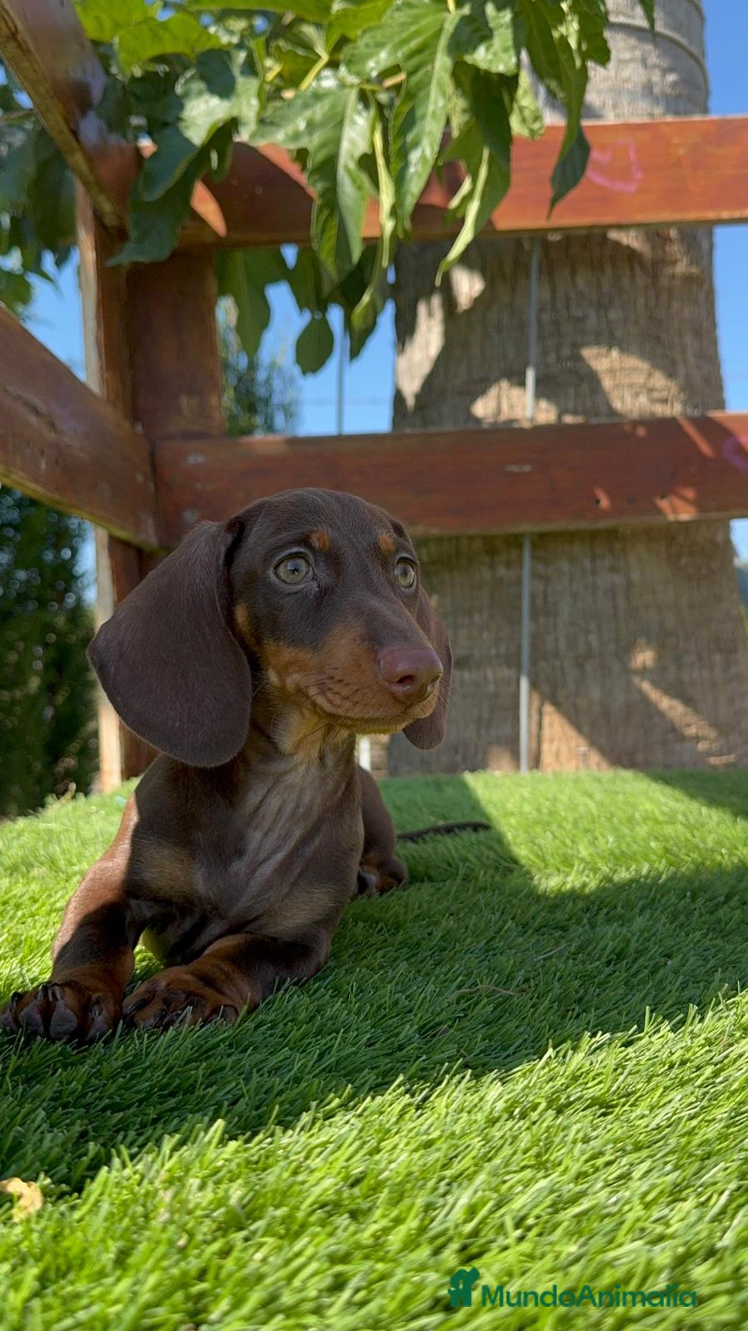 Teckel perros en venta: TECKEL MINIATURA HEMBRA - Imagen 20