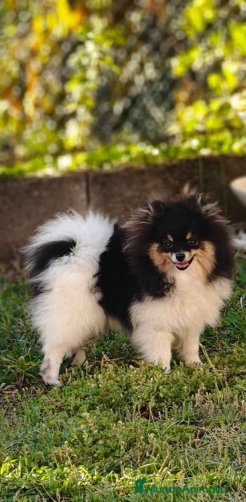 Pomerania perros Pomerania toy - Anuncio 1