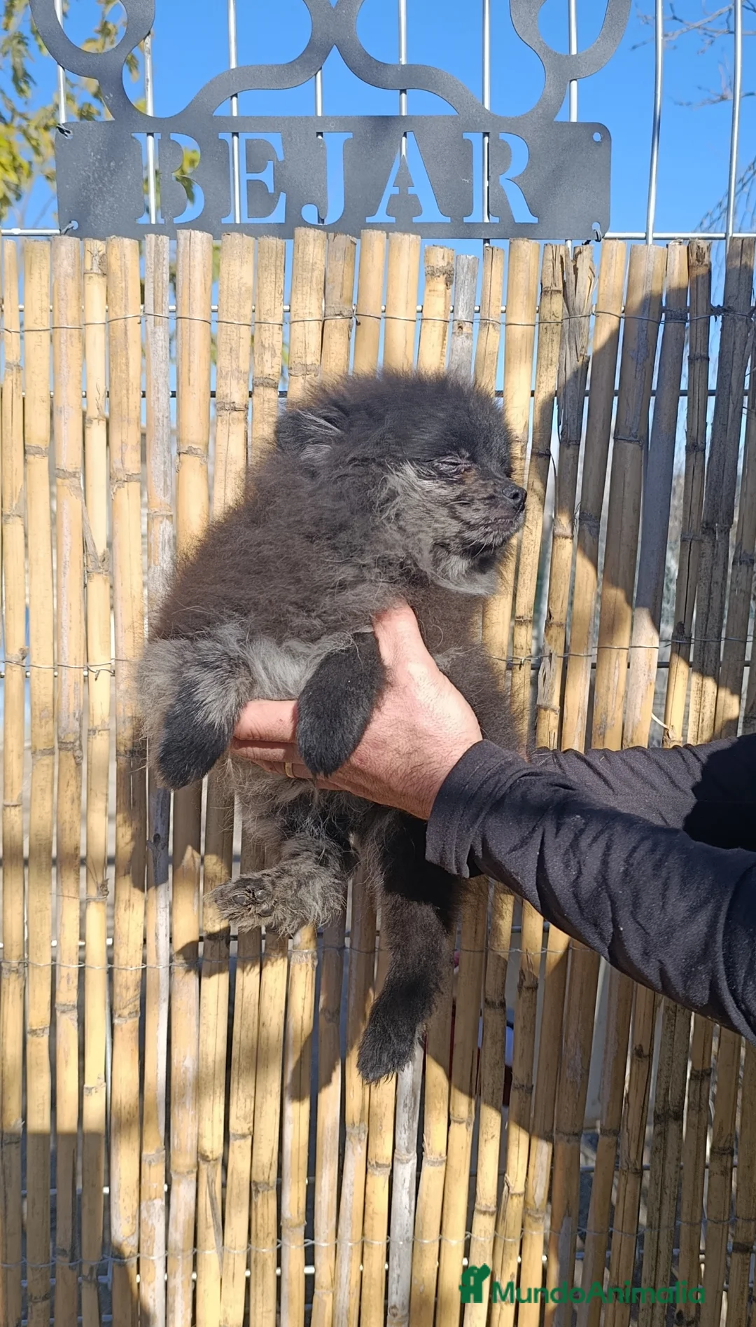 Pomerania perros en venta: Pomerania merle MACHO - Anuncio 2