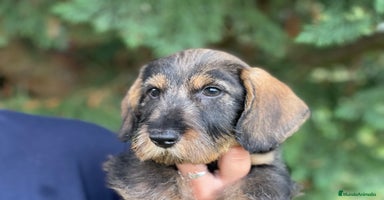 Teckel Miniatura perros en Cantabria - Anuncio 10