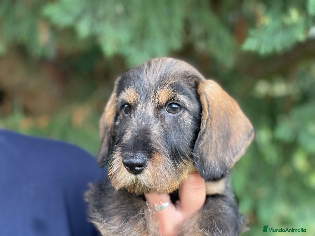 Teckel Miniatura perros en venta: Exclusiva camada de Teckel miniatura de Pelo duro  en Cantabria - Imagen 2