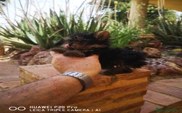 Yorkshire Terrier perros en venta: Cachorros de yorkshire mini - Imagen 4