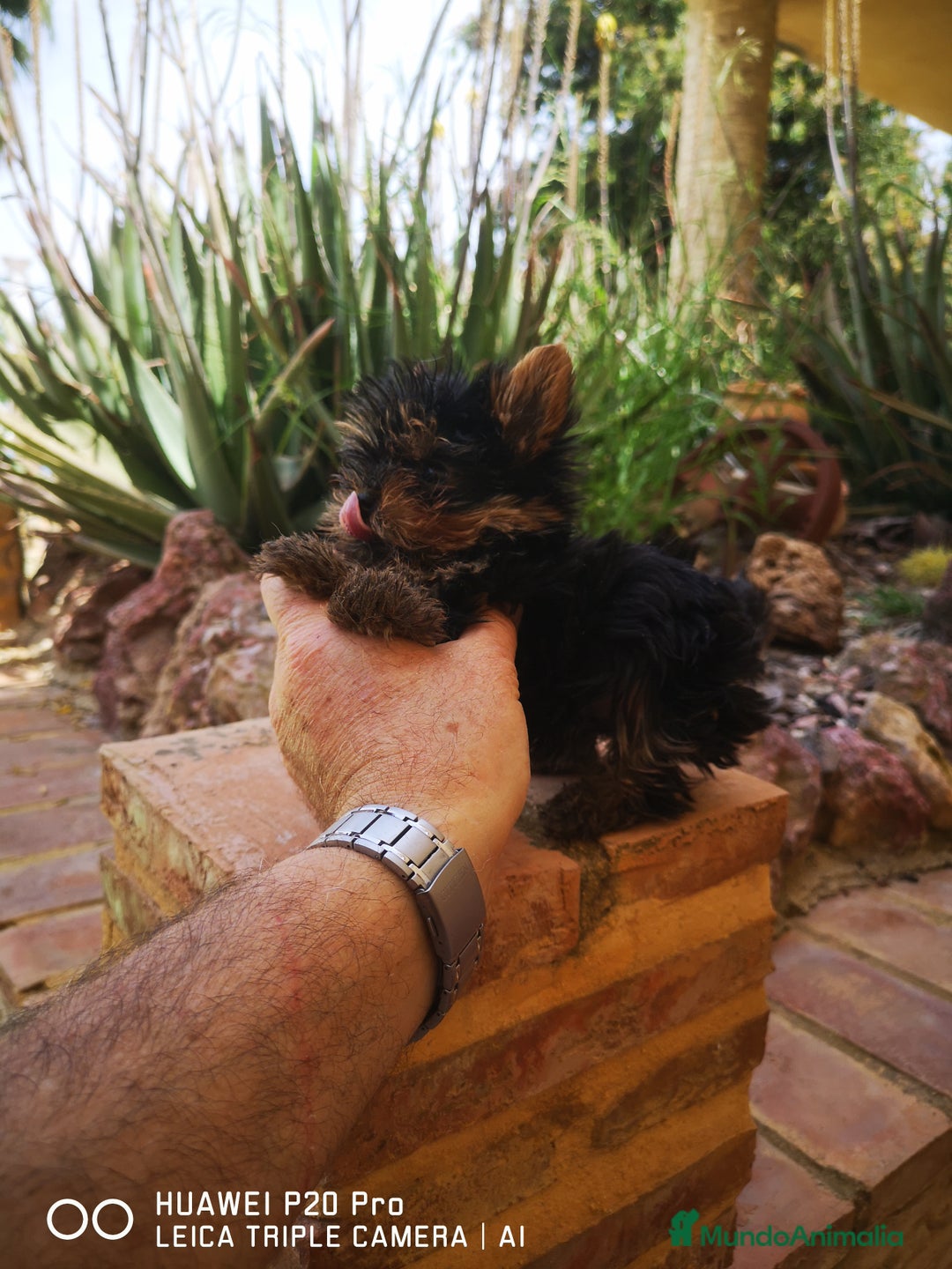 Yorkshire Terrier perros en venta: Cachorros de yorkshire mini - Imagen 4