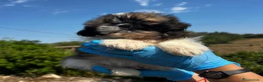 Shih Tzu 2