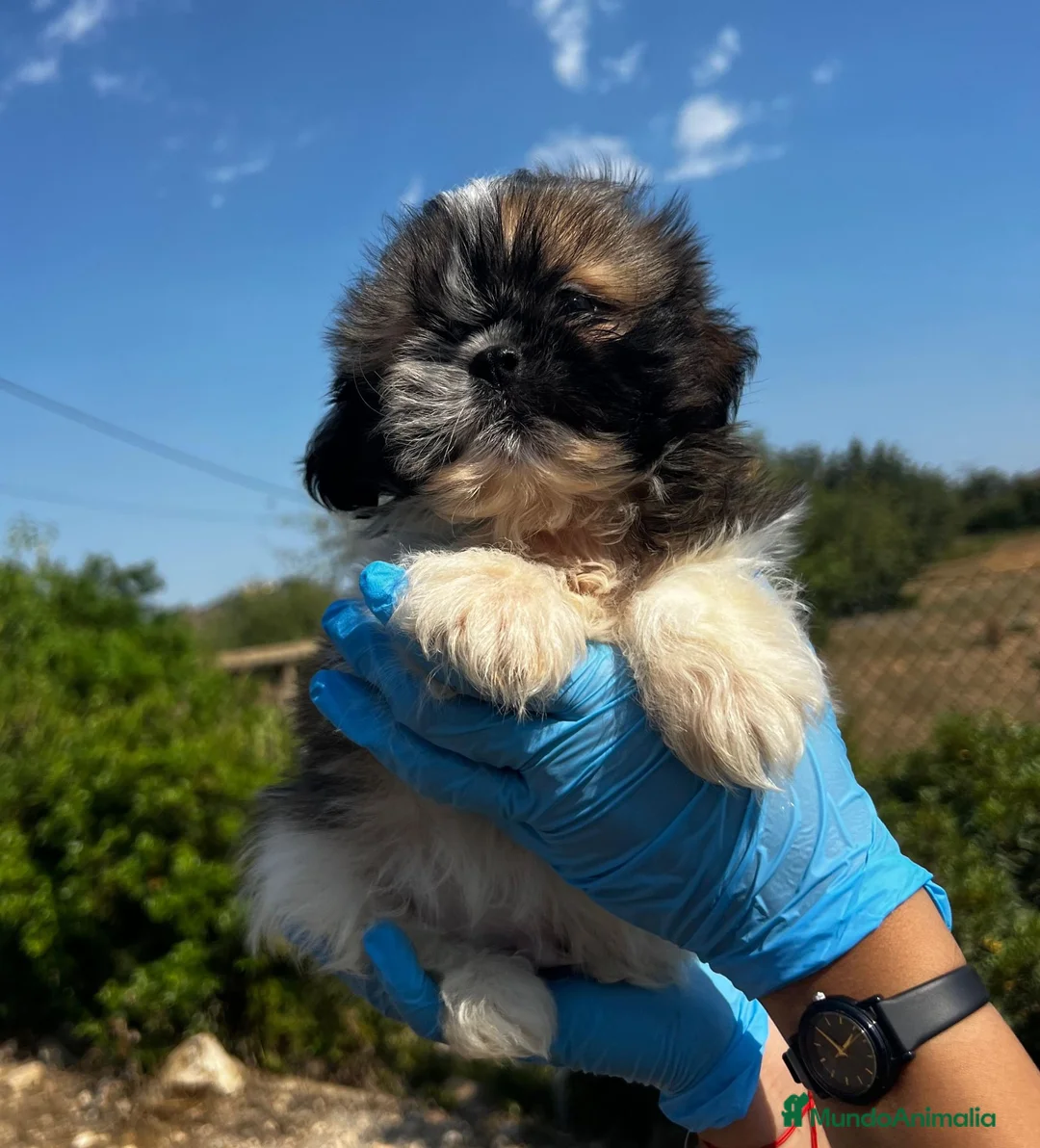 Shih Tzu perros en venta: SHIH TZU CACHORRO DE RAZA - Anuncio 3