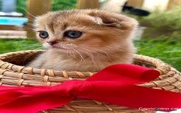Scottish Fold gatos en venta: Gatitos British y Scottish Fold  - Imagen 2