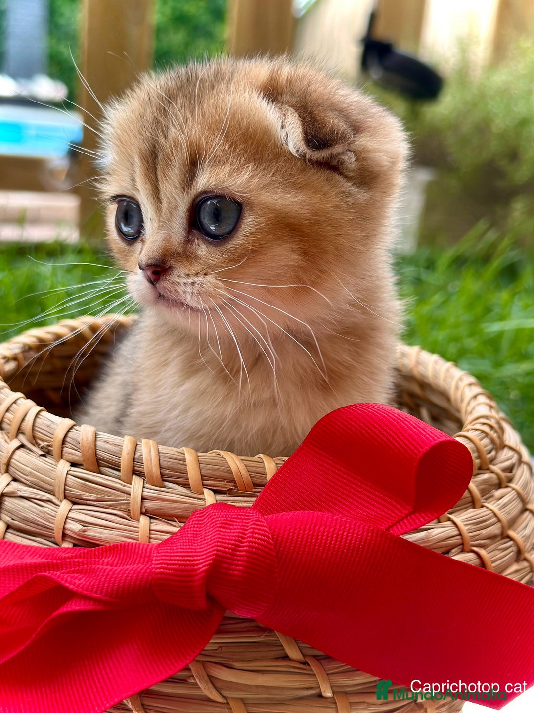 Scottish Fold gatos en venta: Gatitos British y Scottish Fold  - Imagen 2