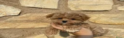 Maltipoo perros en venta: Maltipoo toy muy chiquitín !!! - Anuncio 5