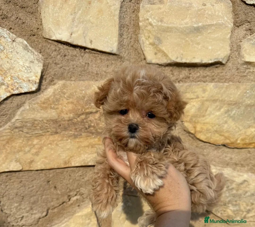 Maltipoo perros en venta: Maltipoo toy muy chiquitín !!! - Anuncio 5