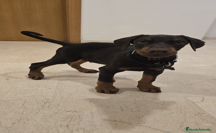 Dobermann perros - Propaganda 1
