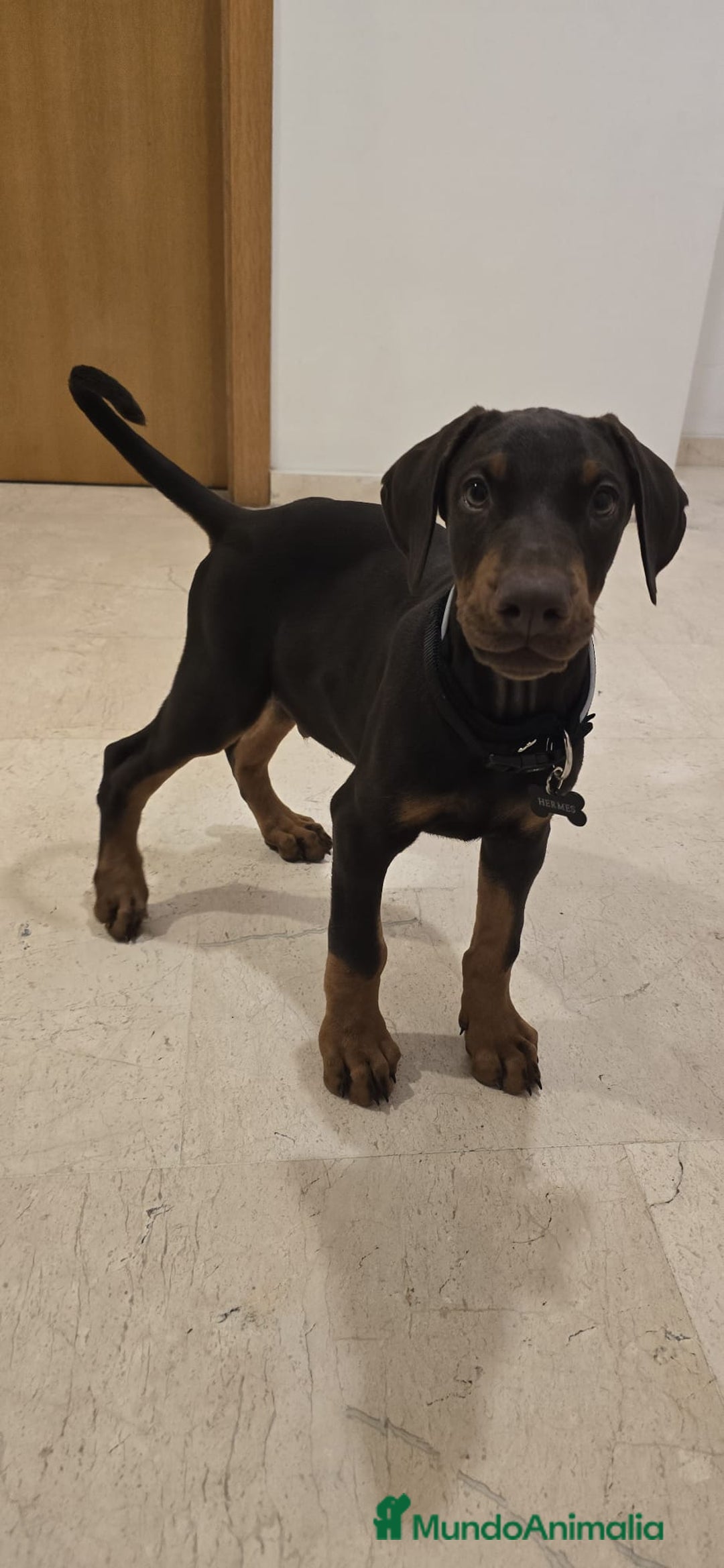 Dobermann perros en venta: Doberman  - Imagen 1