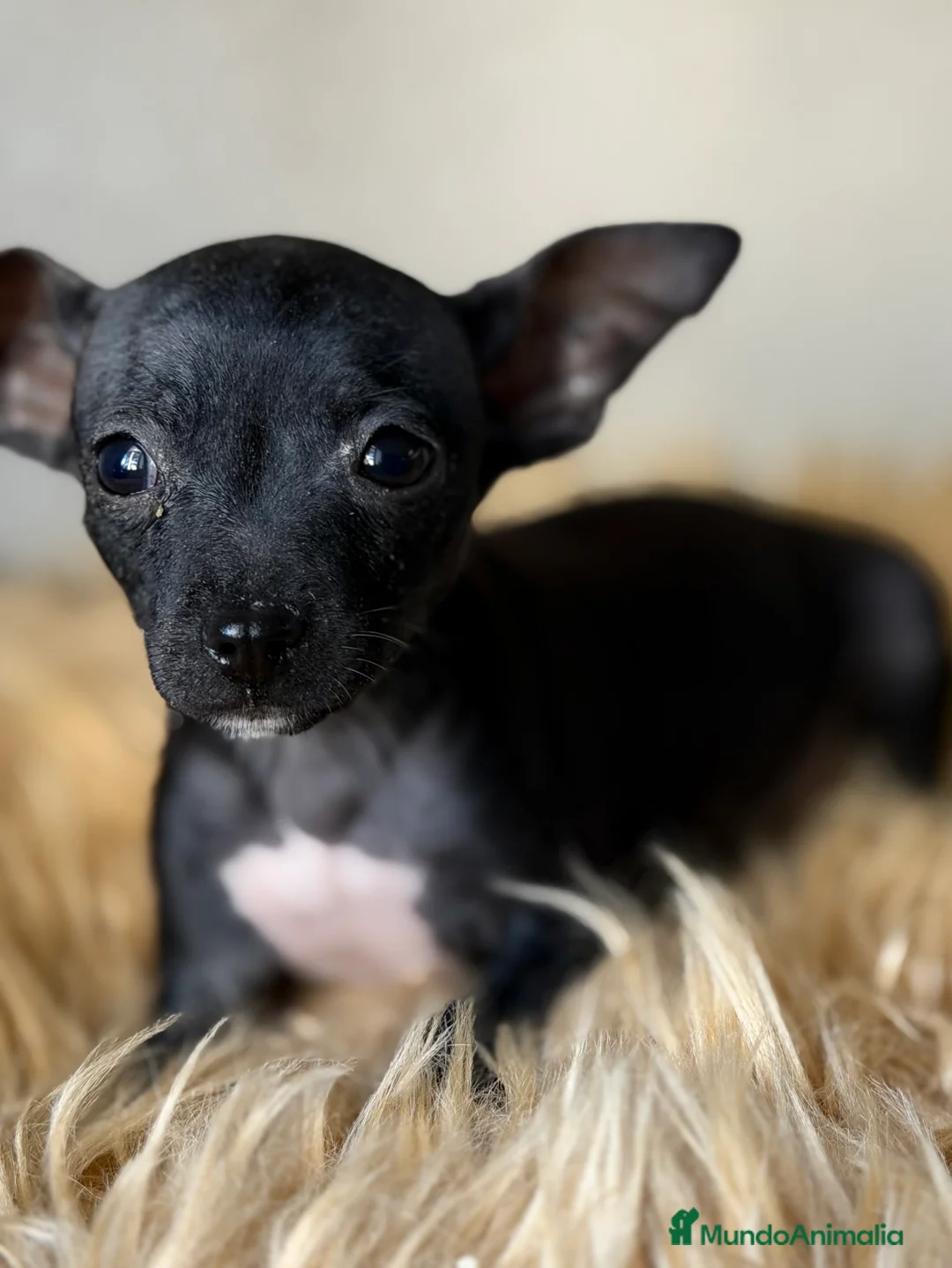 Pinscher Miniatura perros en venta: Minipicher negro  - Anuncio 1