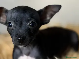 Pinscher Miniatura perros Minipicher negro - Anuncio 5