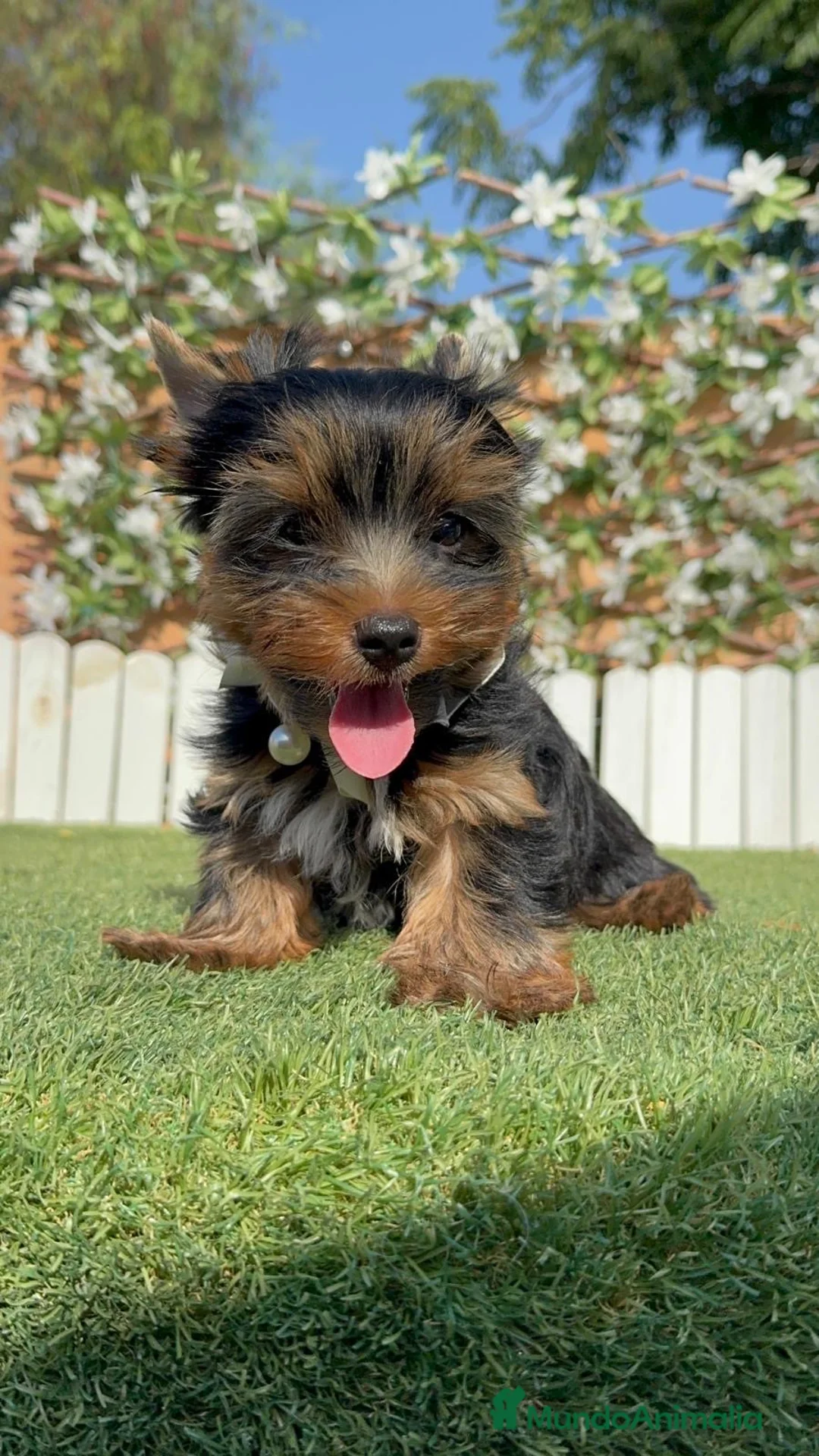 Yorkshire Terrier perros en venta: YORKSHIRE TERRIER - Anuncio 2