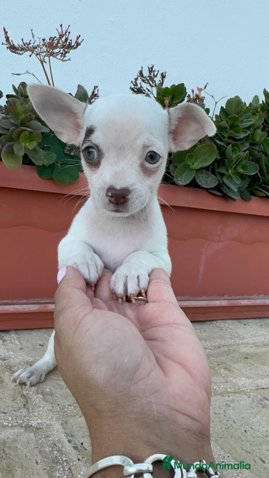 Chihuahua perros CHIHUAHUA MACHO  - Anuncio 1
