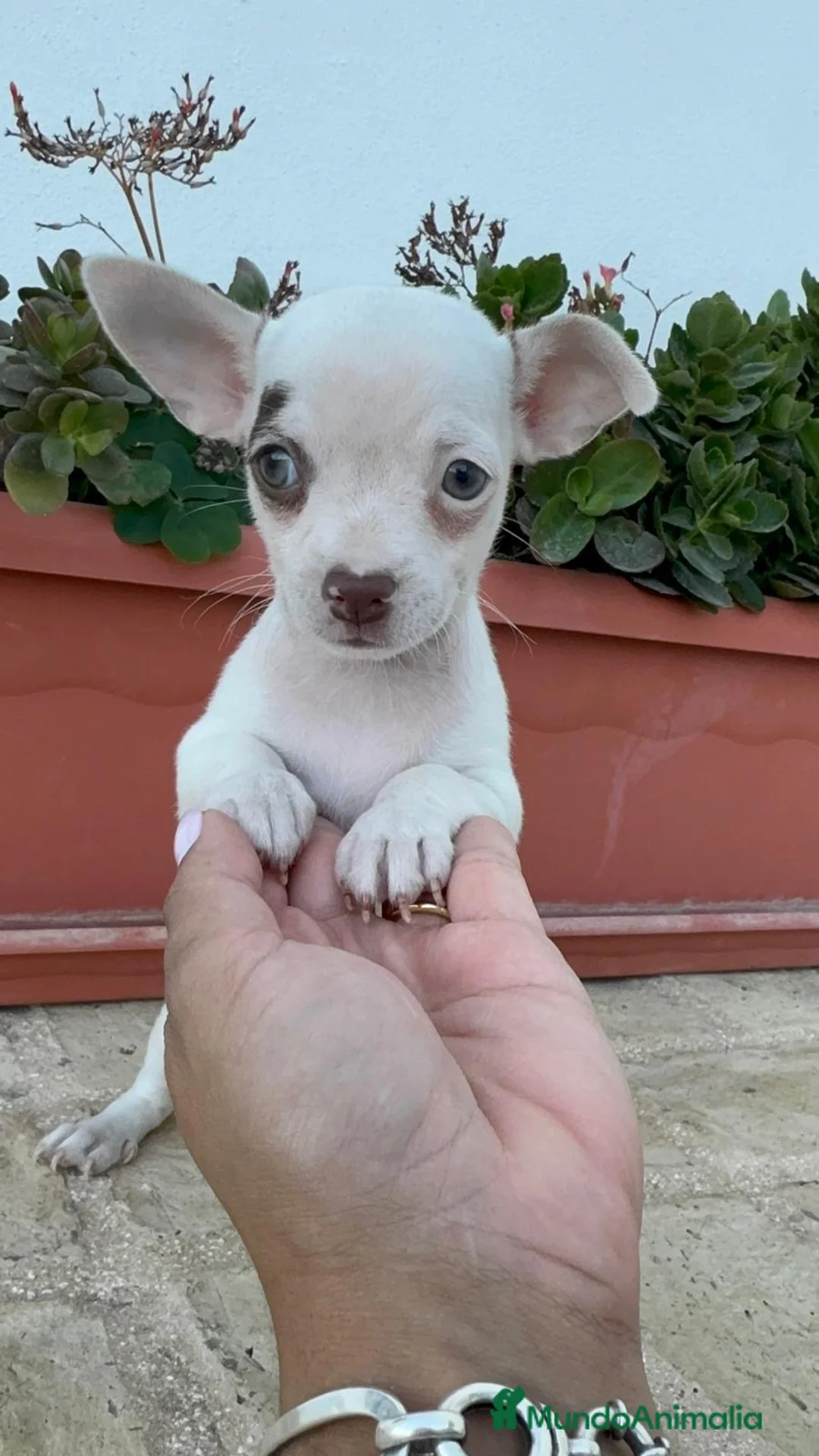 Chihuahua perros en venta: CHIHUAHUA MACHO  - Anuncio 1
