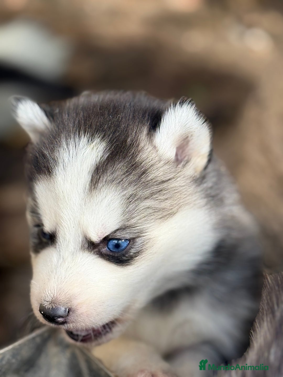 Husky Siberiano perros en venta: CAMADA HUSKY SIBERIANO - Anuncio 12