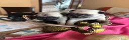 Carlino - Pug perros en venta: Cachorros de carlino  - Anuncio 12