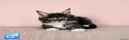 Maine Coon gatos en venta: Camada de Gatitos Maine Coon - Anuncio 4