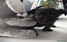 Raza Mixta perros en venta: Cachorro Toy  - Anuncio 9