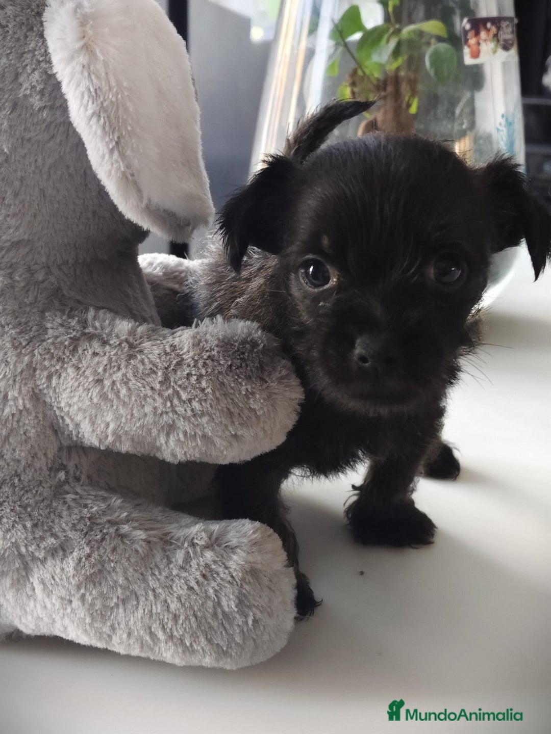 Raza Mixta perros en venta: Cachorro Toy  - Anuncio 9