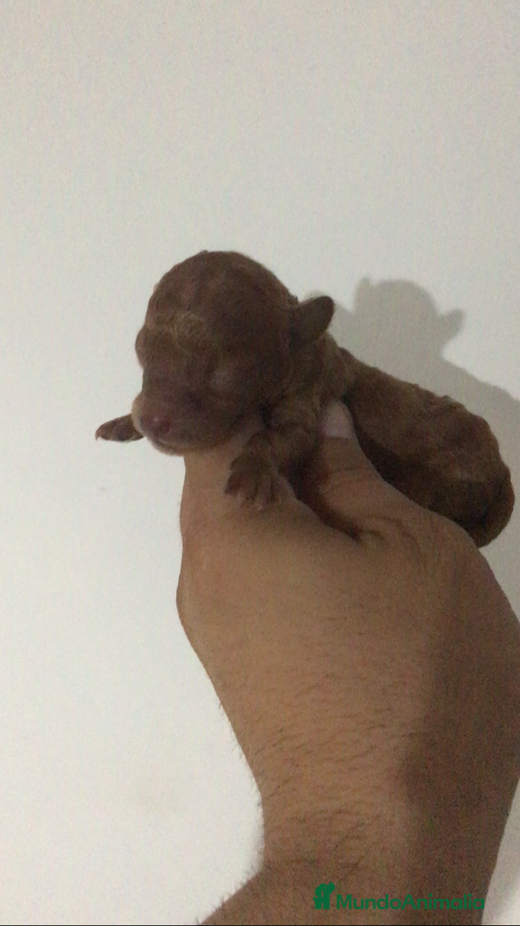 Caniche Toy perros CANICHES TOYS Y MINI TOYS - Anuncio 32