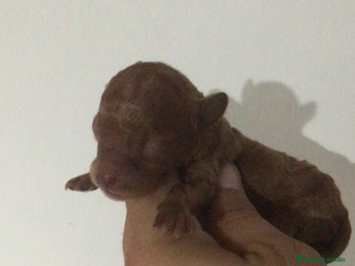 Caniche Toy perros - Anuncio 29