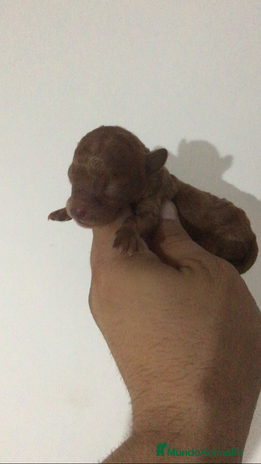 Caniche Toy perros - Anuncio 3