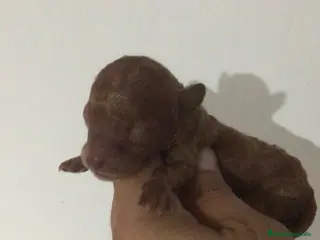 Caniche Toy perros CANICHES TOYS Y MINI TOYS - Anuncio 32