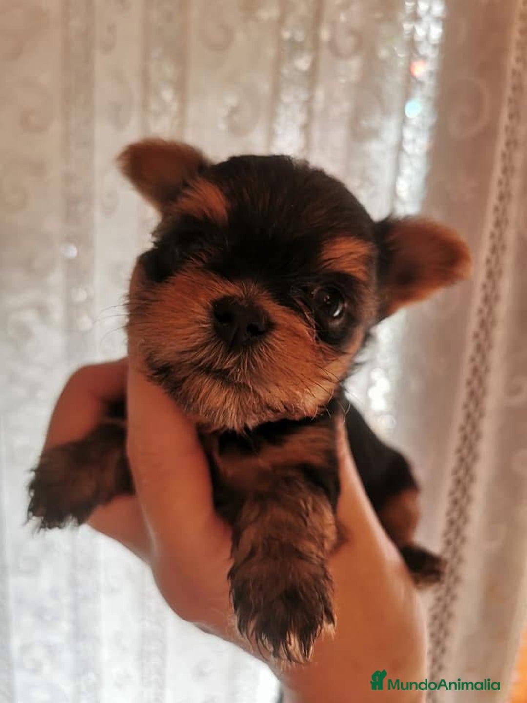Yorkshire Terrier perros en venta: Camada yorkshire terrier - Anuncio 6