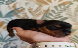 Yorkshire Terrier perros en venta: Hembra  - Imagen 5