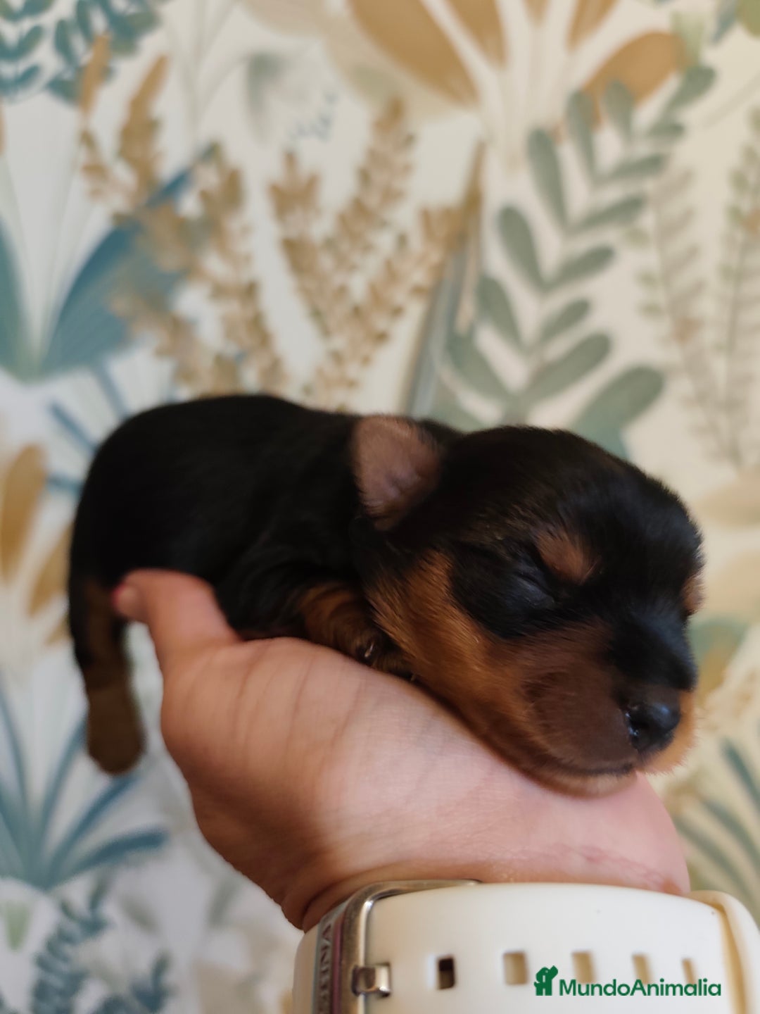 Yorkshire Terrier perros en venta: Hembra  - Imagen 5