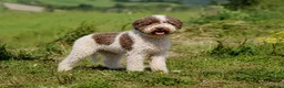 Perro de Agua Español perros en venta: Lagotto Romagnolo en Valencia - Anuncio 5