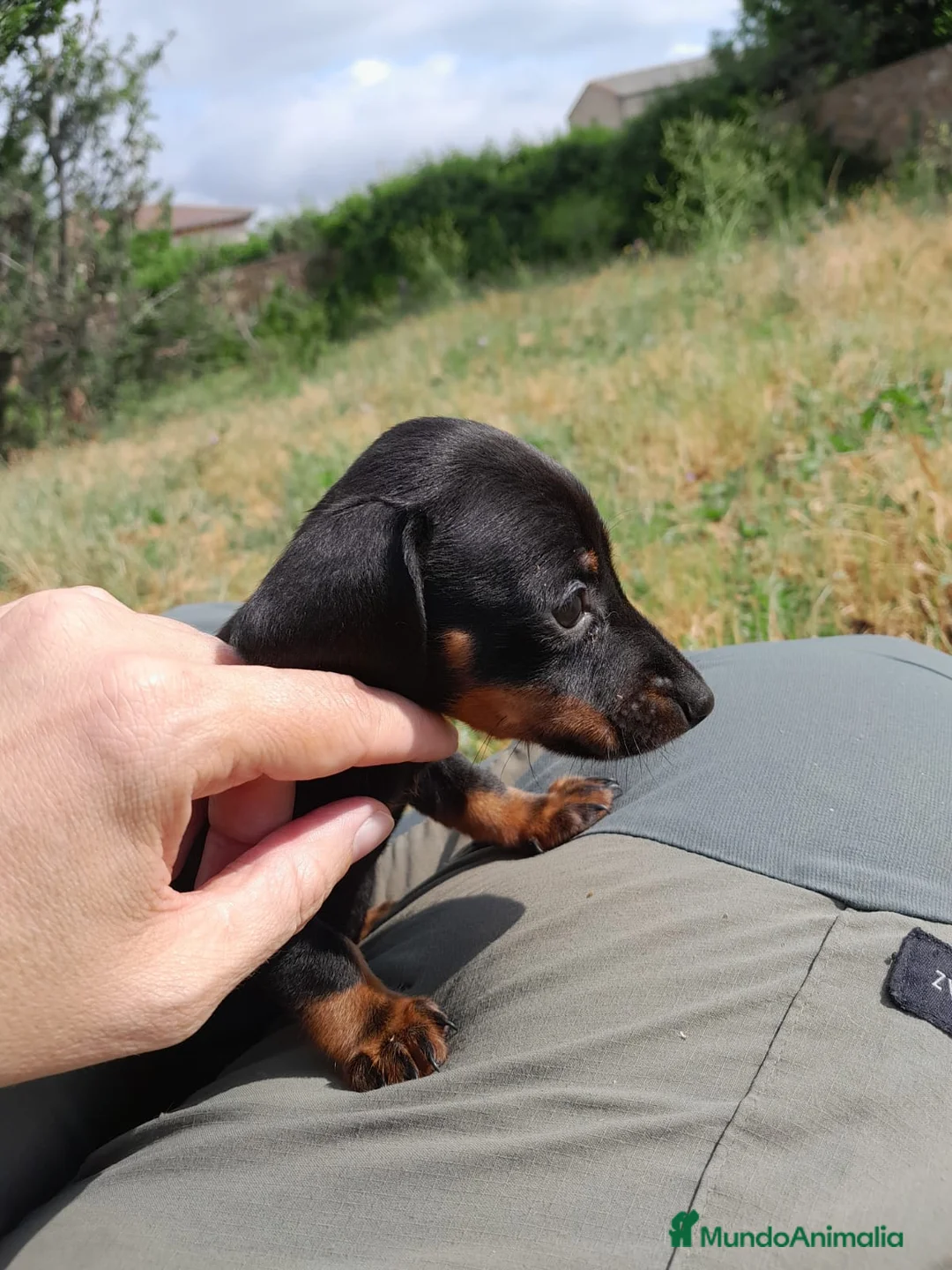 Teckel perros en venta: Teckel, cachorros nacionales    - Anuncio 2