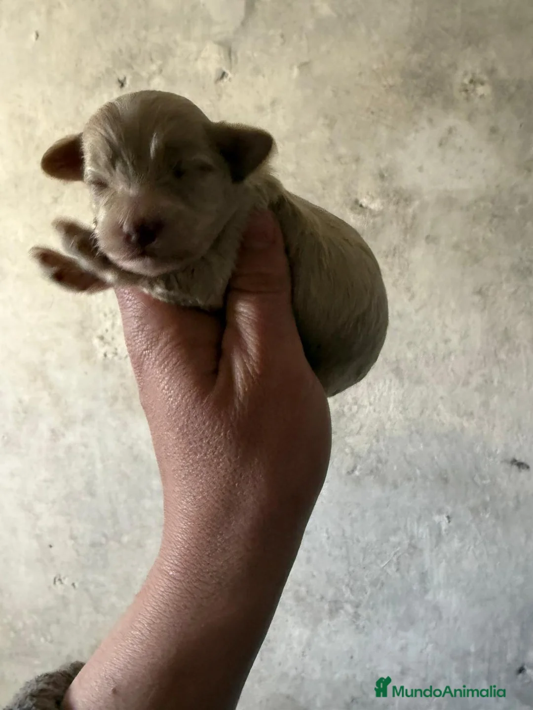 Maltipoo perros en venta: Maltipoo disponible para reservar - Anuncio 1
