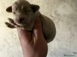 Maltipoo perros Maltipoo disponible para reservar - Anuncio 2