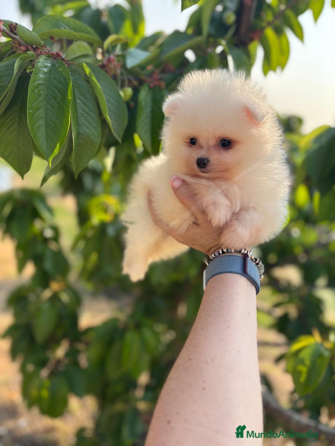 Pomerania perros en venta: Pomerania Macho  - Imagen 2