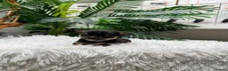 Chihuahua perros en venta: CHIHUAHUA  - Anuncio 13