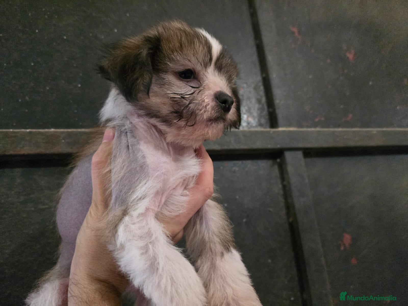 Perro Crestado Chino perros Crestados chinos sin pelo. - Anuncio 2