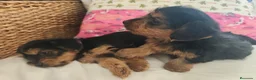 Yorkshire Terrier perros en venta: Yorkshire Terrier  en Madrid - Anuncio 8