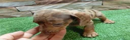 Teckel Miniatura perros en venta: TECKEL MINI ARLEQUIN - Anuncio 3