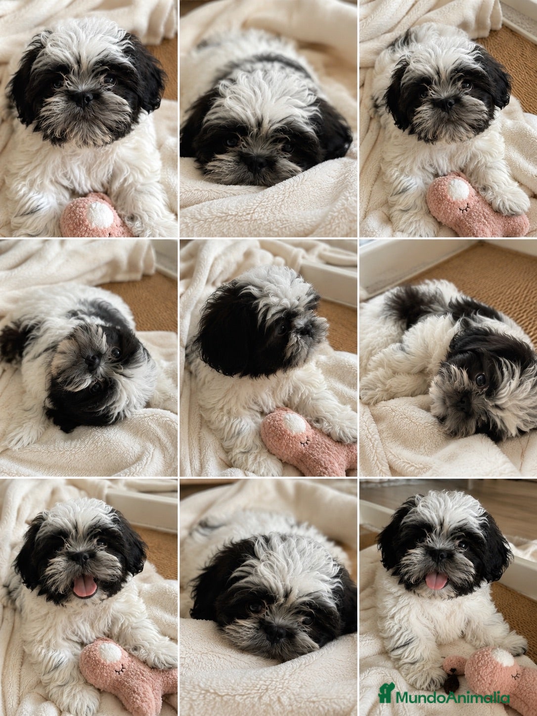 Shih Tzu perros Cachorro shih tzu - Anuncio 1