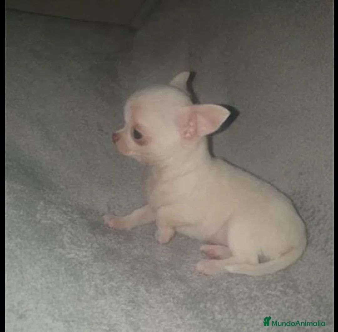 Chihuahua perros en venta: CHIHUAHUAS MINI TOYS en Murcia - Anuncio 2