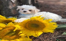 Bichón Maltés perros en venta: Bichon Maltés alta calidad muy buenas líneas  - Imagen 7