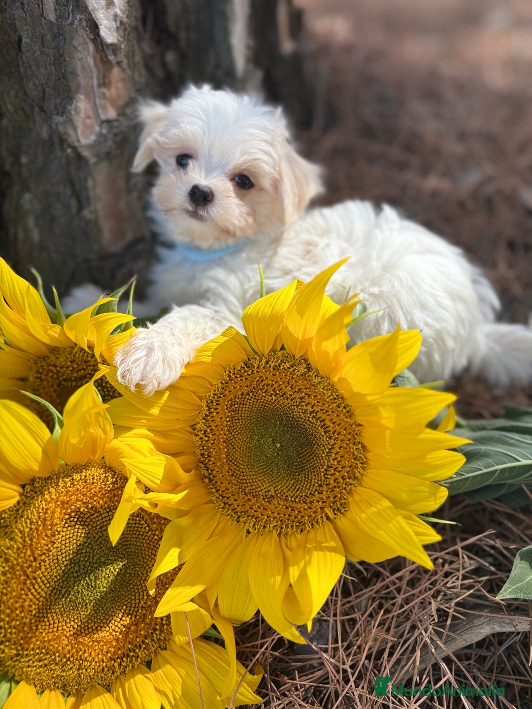 Bichón Maltés perros en venta: Bichon Maltés alta calidad muy buenas líneas  - Imagen 7