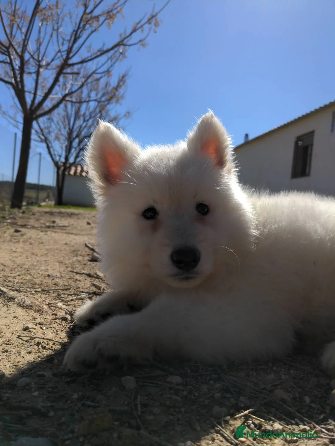 Pastor Blanco Suizo perros en venta: Preciosa hembra de pastor suizo - Anuncio 4